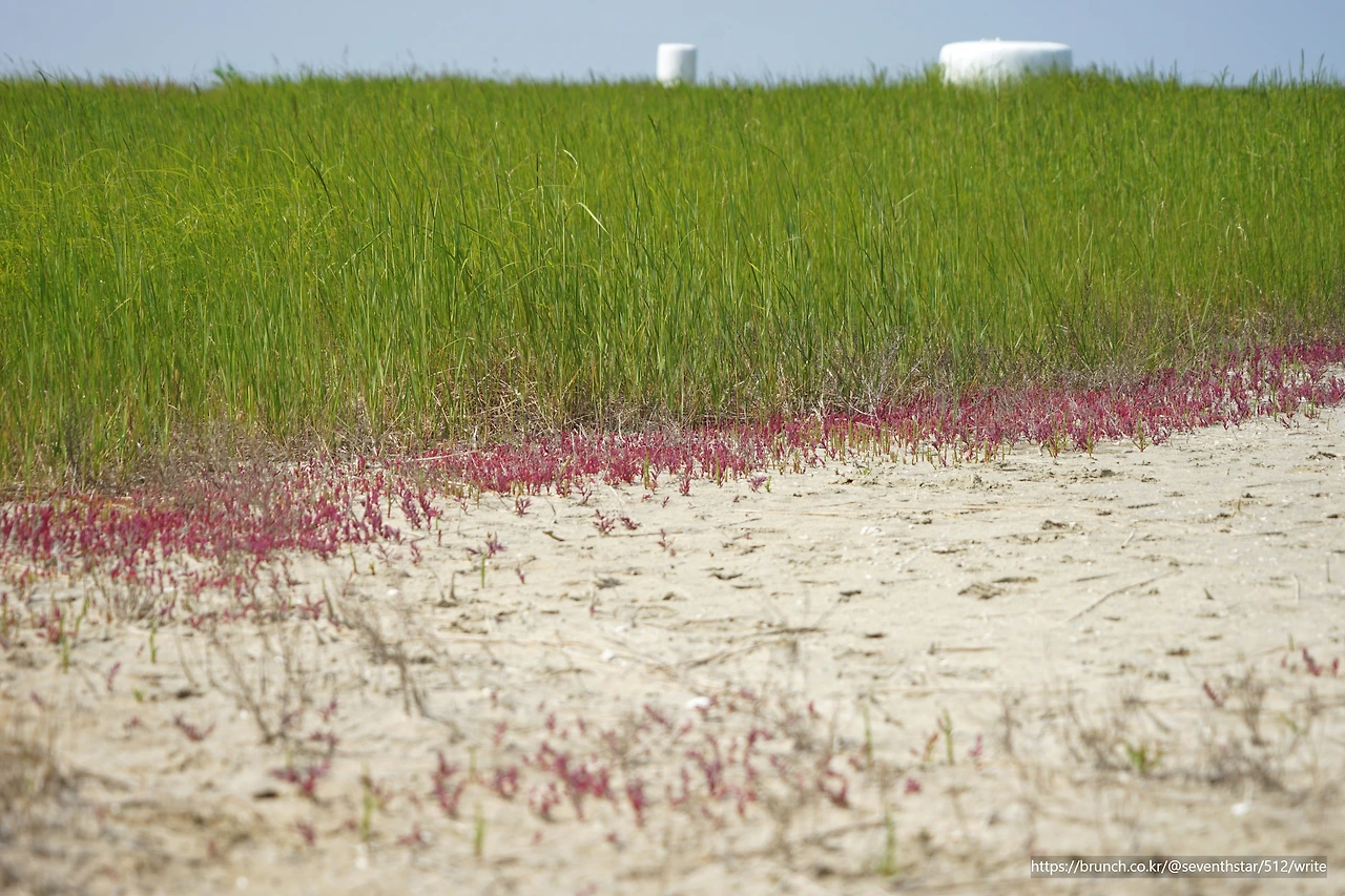 CKB09599' 칠면초와 퉁퉁마디.JPG