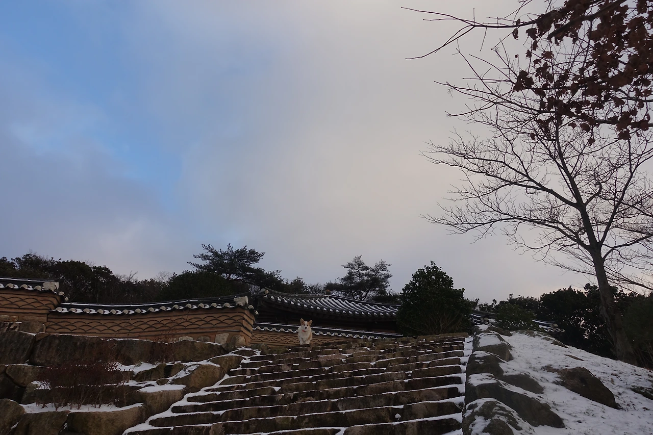 DSC09449발자국 소리 듣고 마중 나온 금륜이.JPG