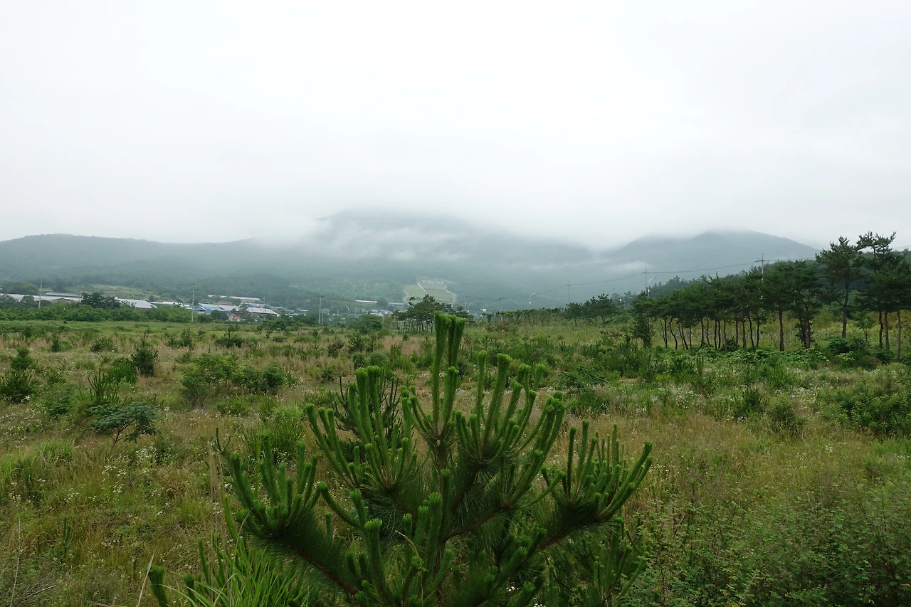 DSC03457 제암산 가는 길.JPG