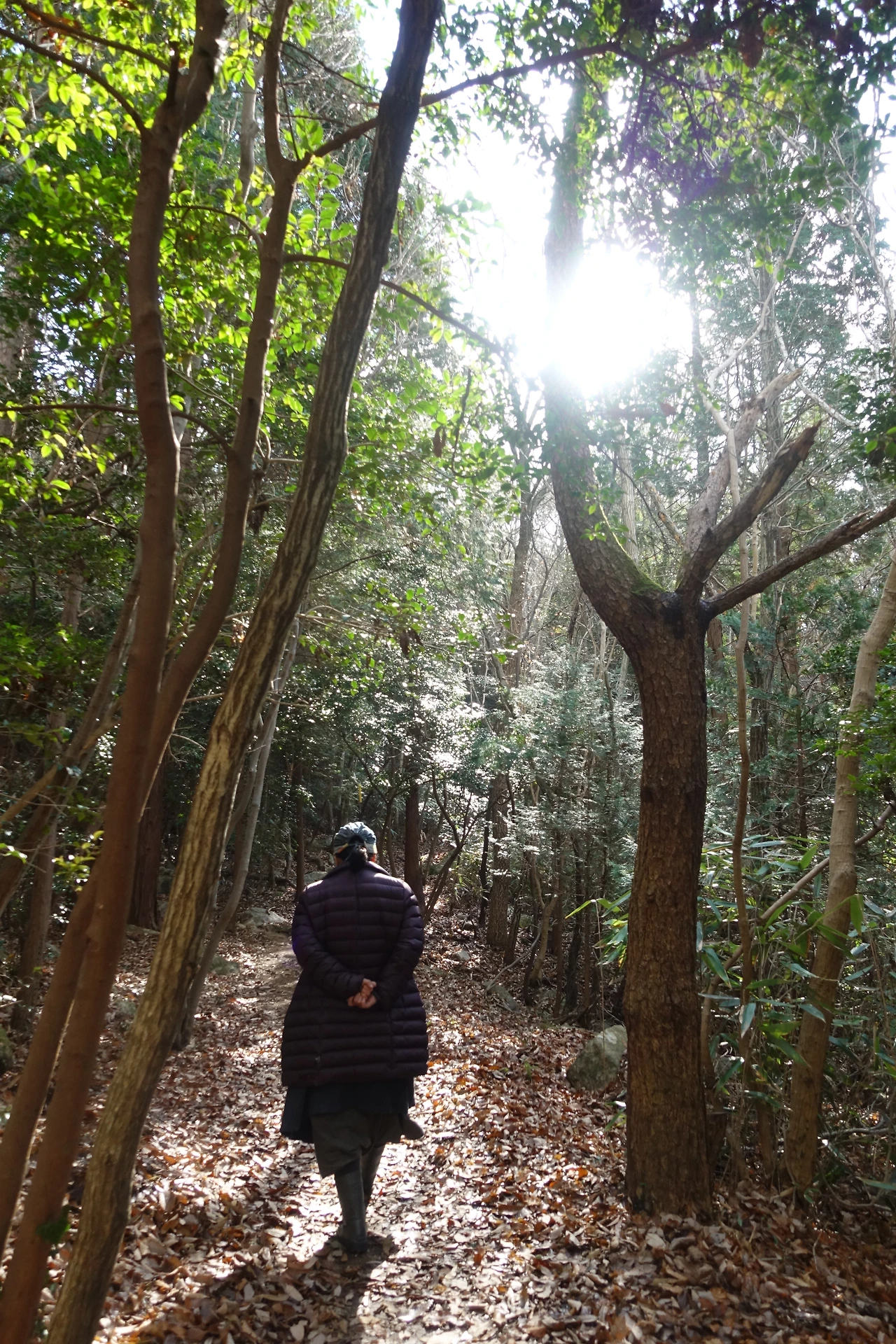 DSC09161나무 사이를 걷는 나무.JPG