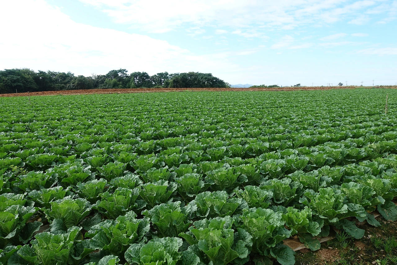 DSC06606해남 배추.JPG