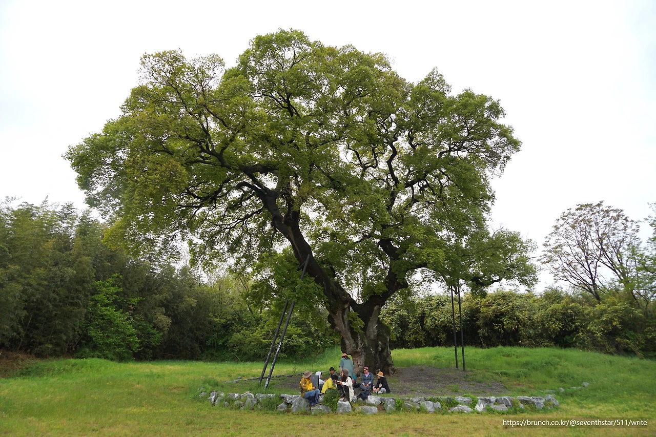 CKB07357' 군산 하제마을 600년 된 팽나무.JPG