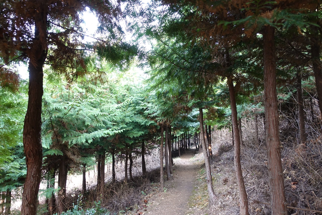 DSC09402달마고도 4구간.JPG