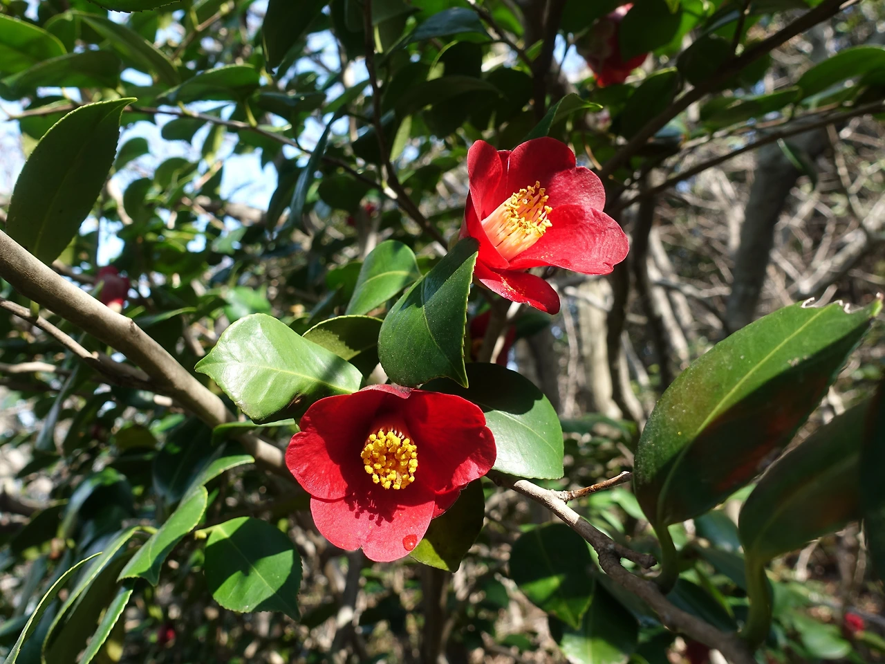 DSC01801동백의 고혹 (2).JPG