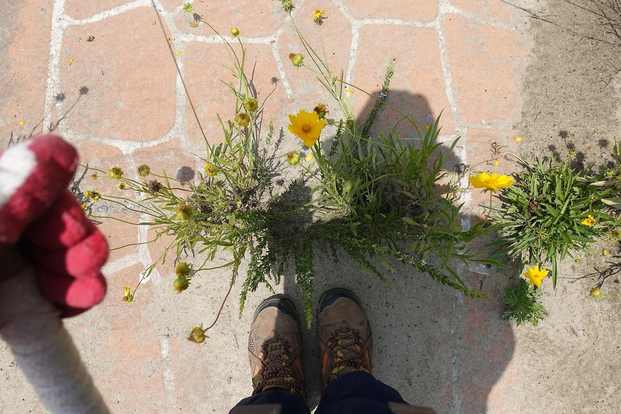 DSC04246 인생이 꽃길이라면'.JPG