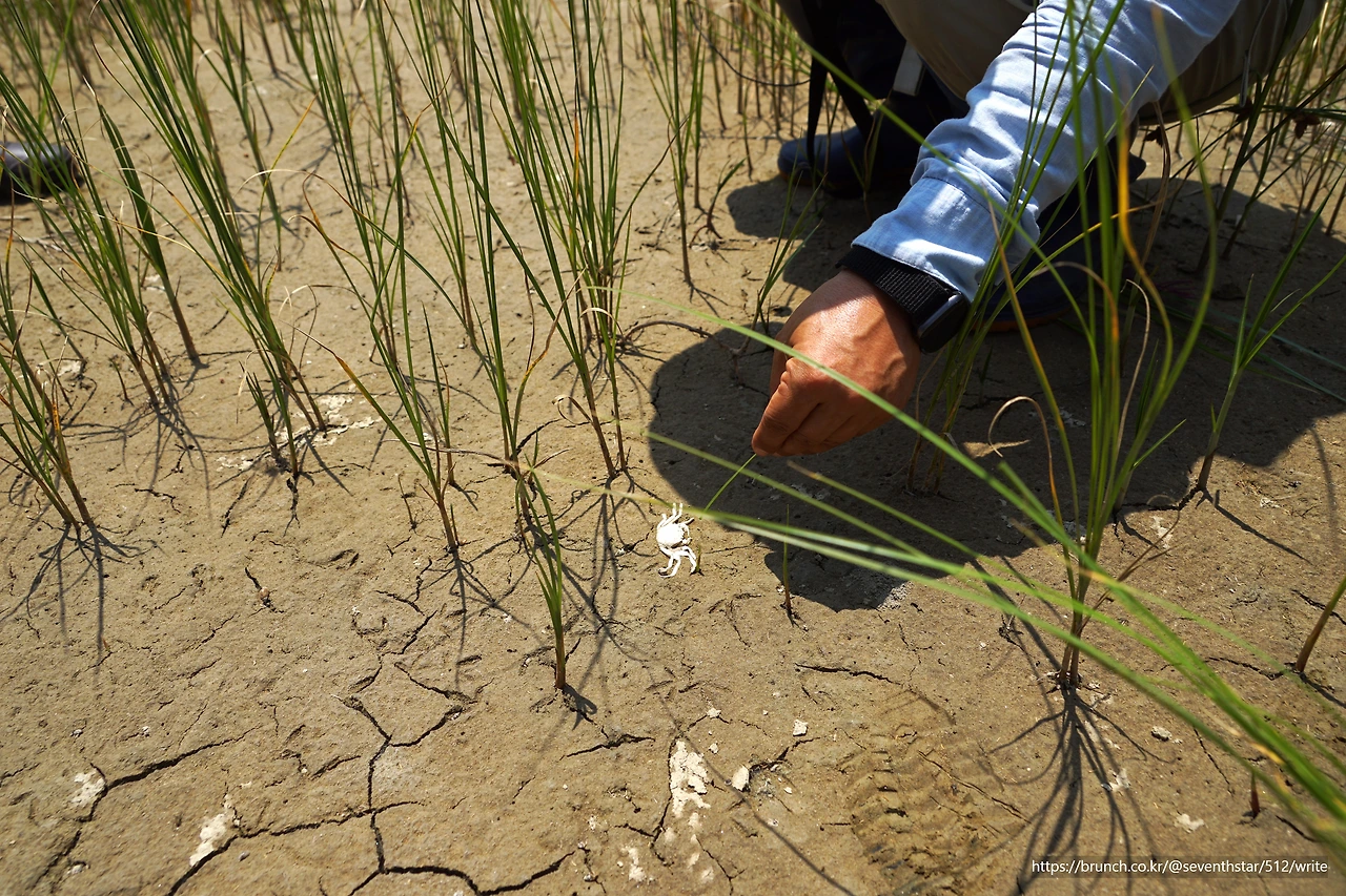 CKB09639' 새 발자국과 게.JPG