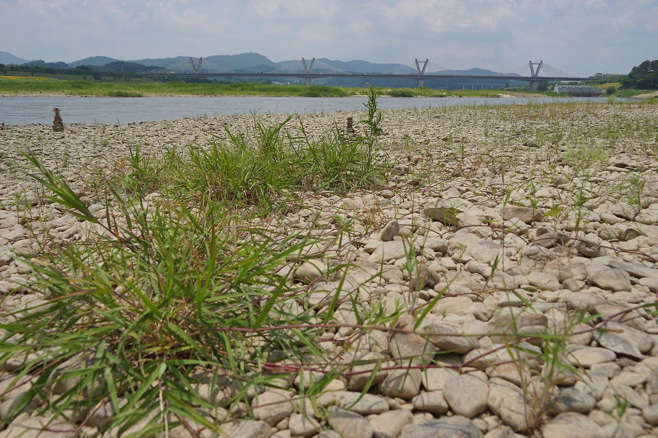 DSC06786풀도 자라고.JPG