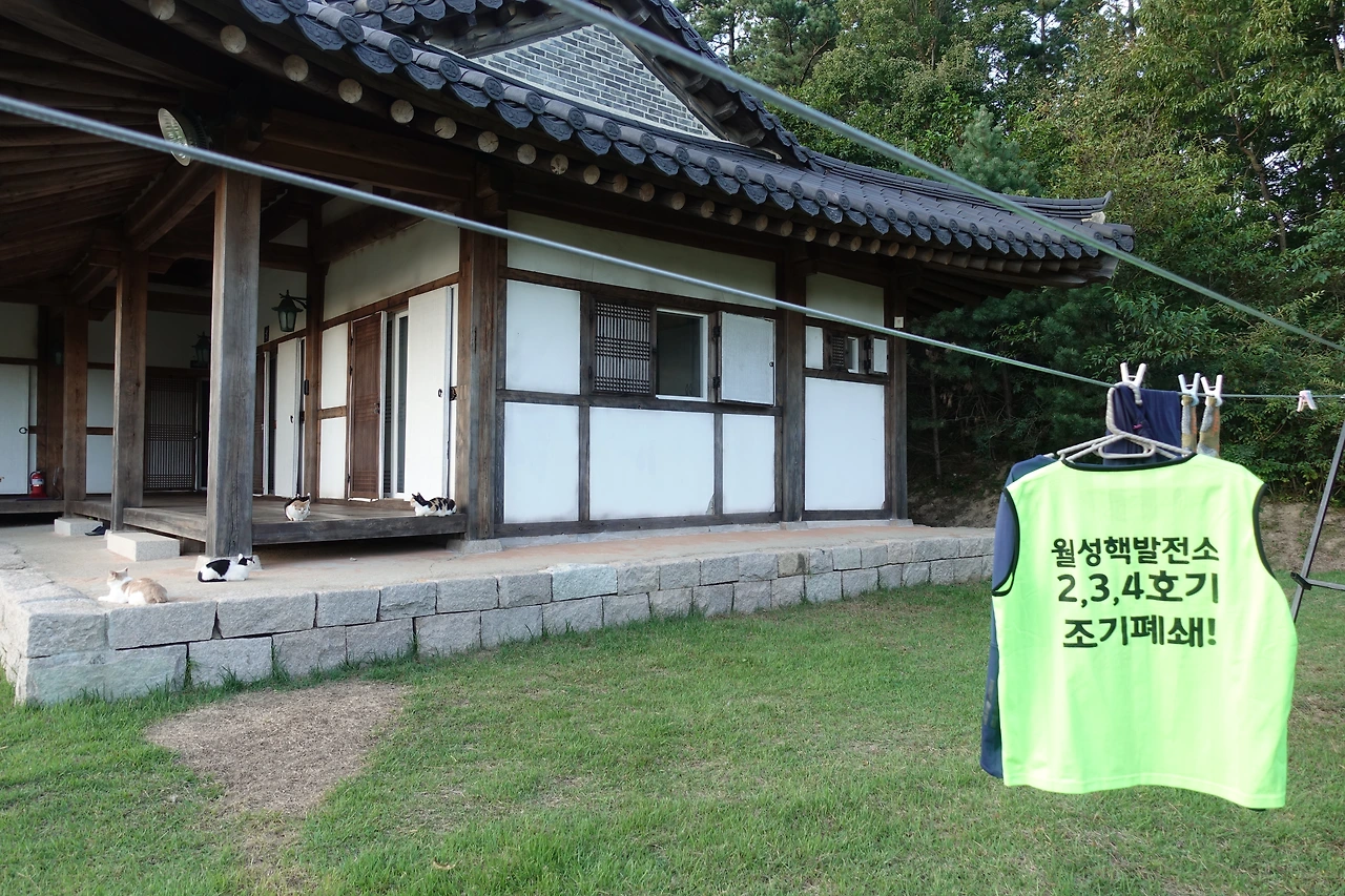 DSC06616빨래와 고양이.JPG