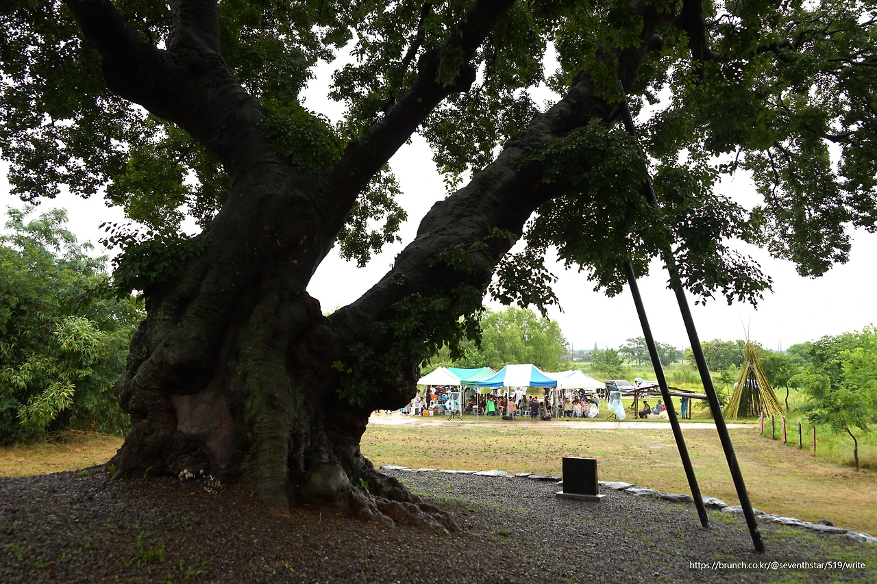 CKC00122' 팽나무 앞 공연.JPG