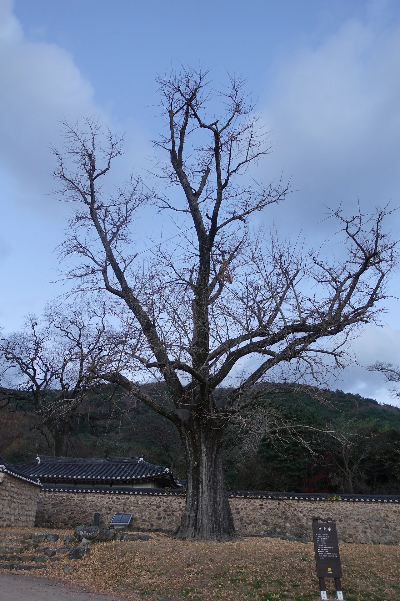 DSC08827녹우당 은행나무 12월 오후 5시대.JPG