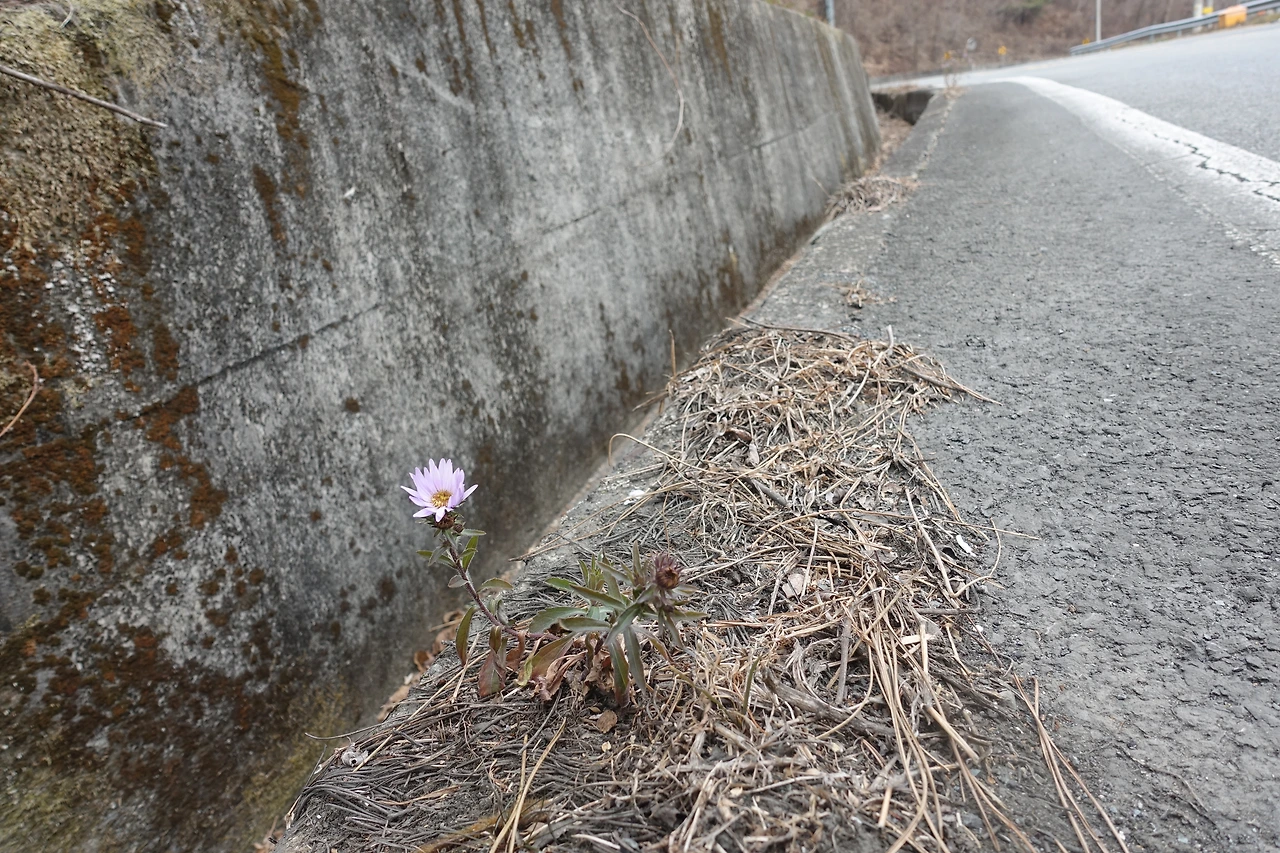 DSC09796 열악할지라도 살아남는다. 생명.JPG