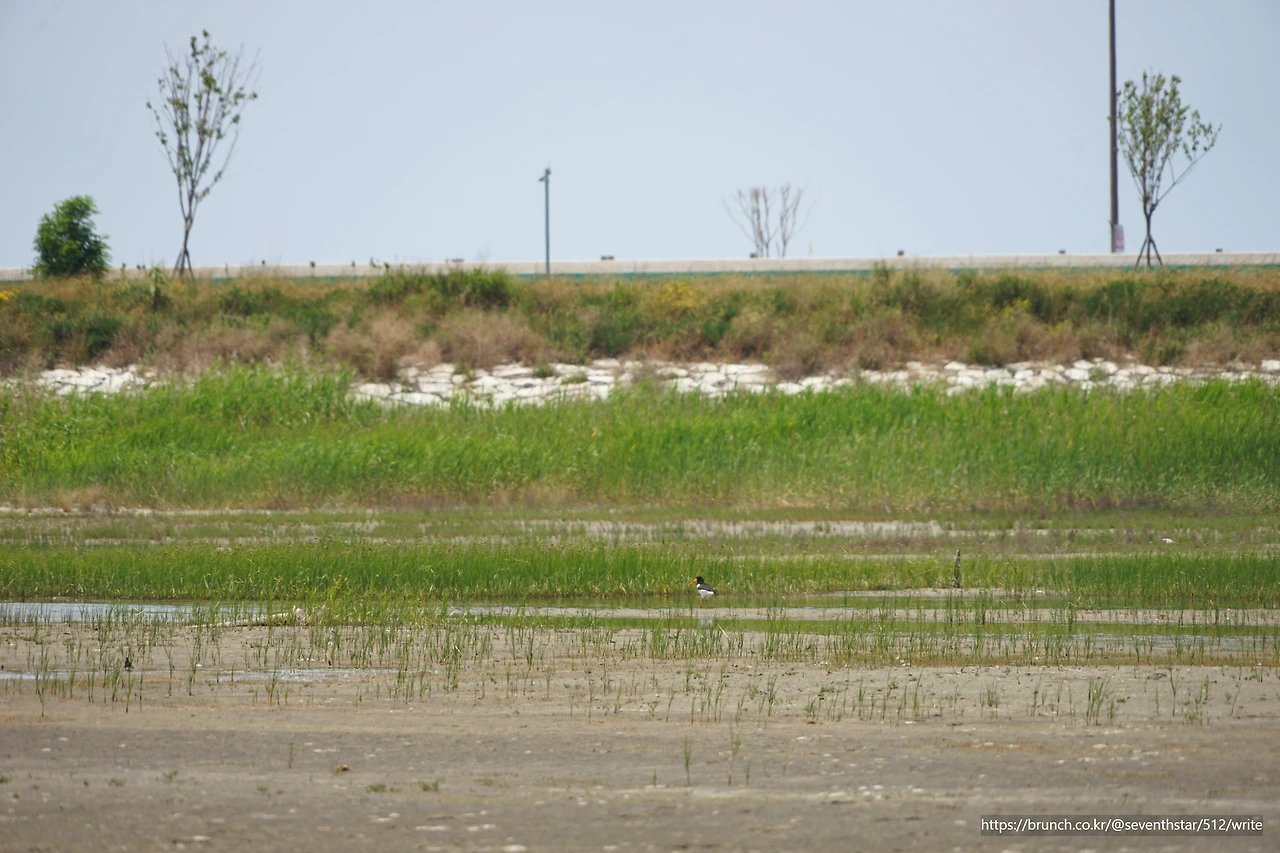 CKB09656' 검은머리물떼새.JPG