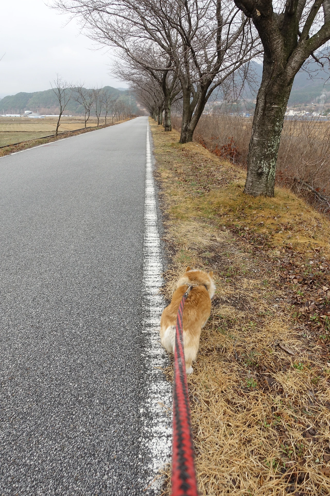 DSC01055산동이 산책.JPG