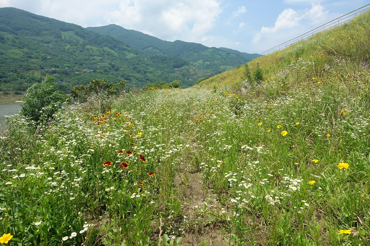 DSC04241 인생이 꽃길이라면.JPG