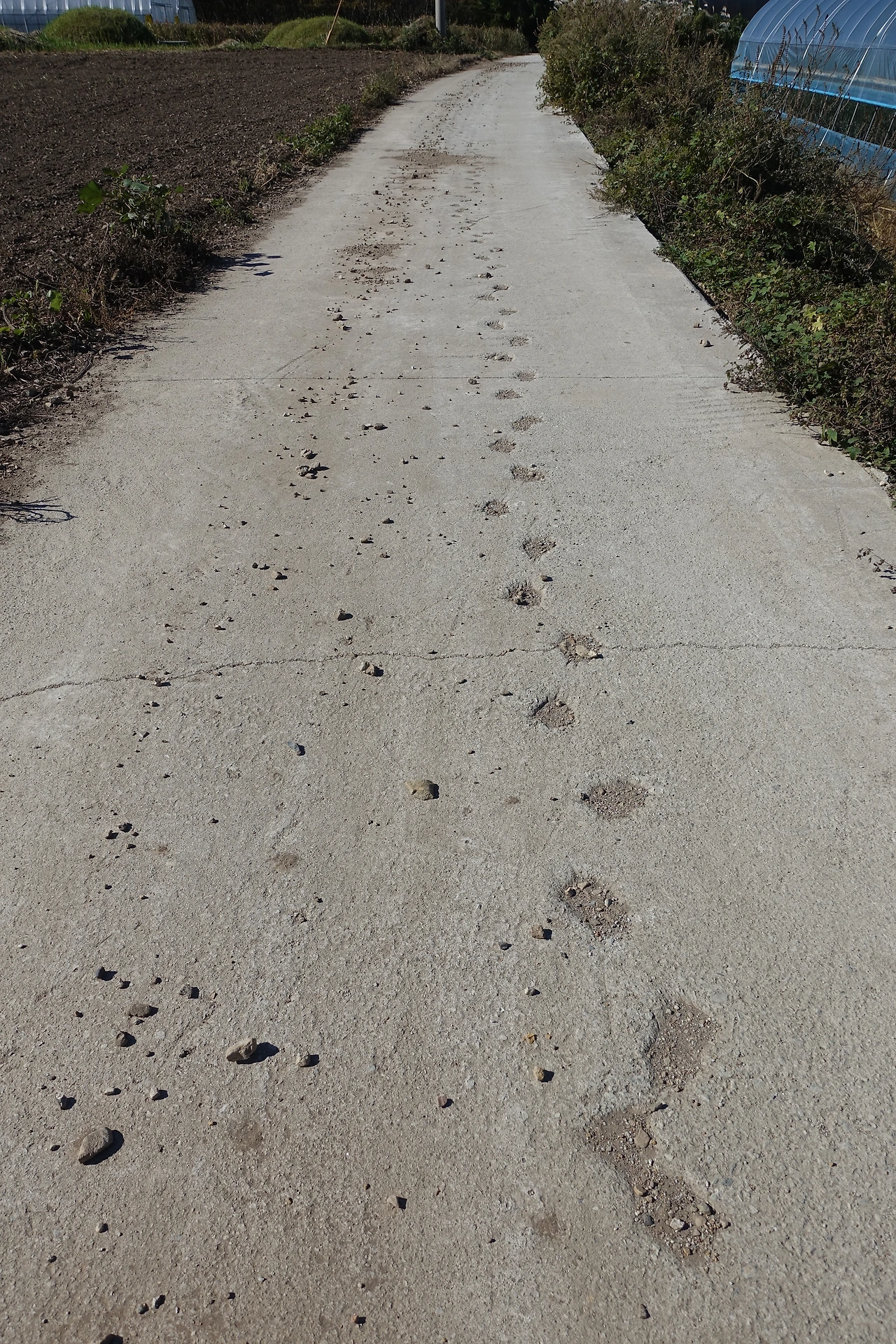 DSC07695봉림리 길.JPG