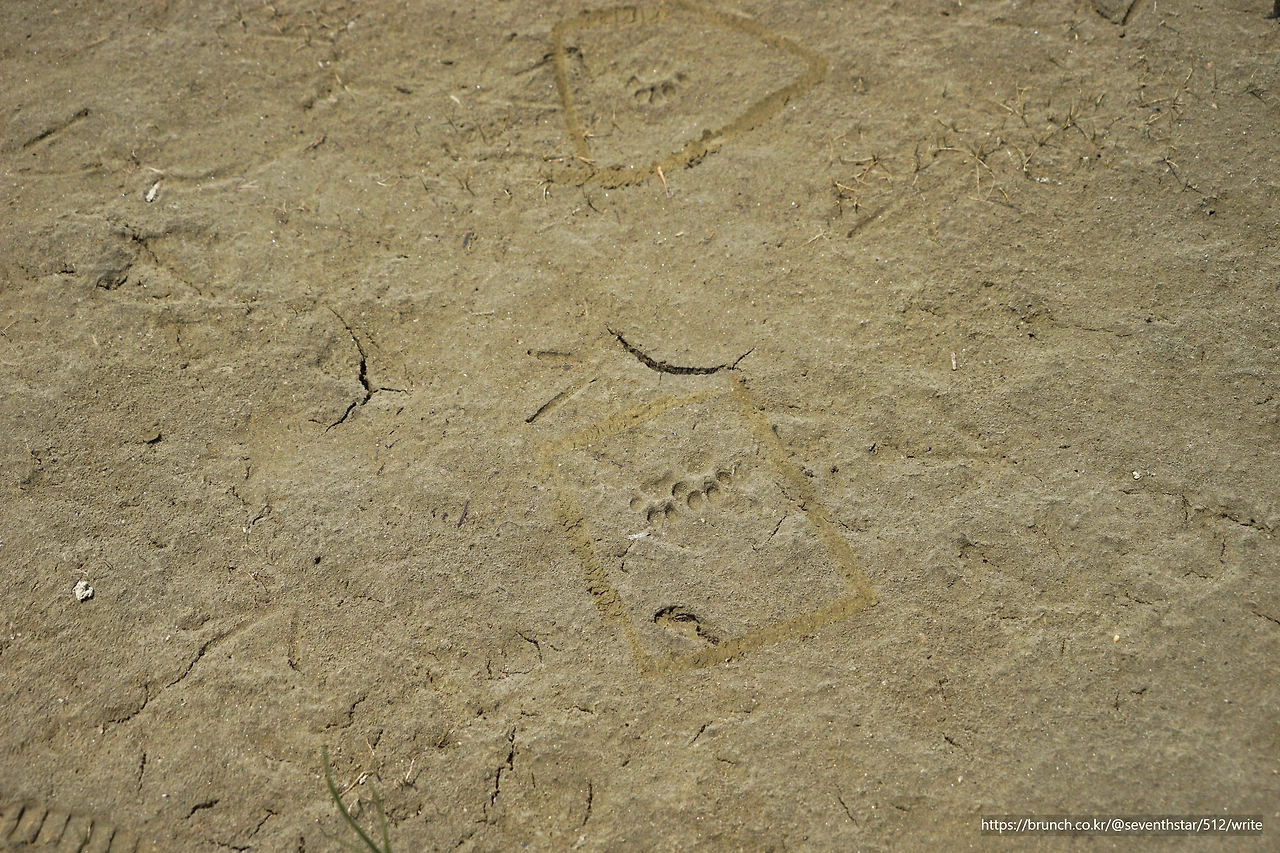 CKB09650' 삵 발자국.JPG