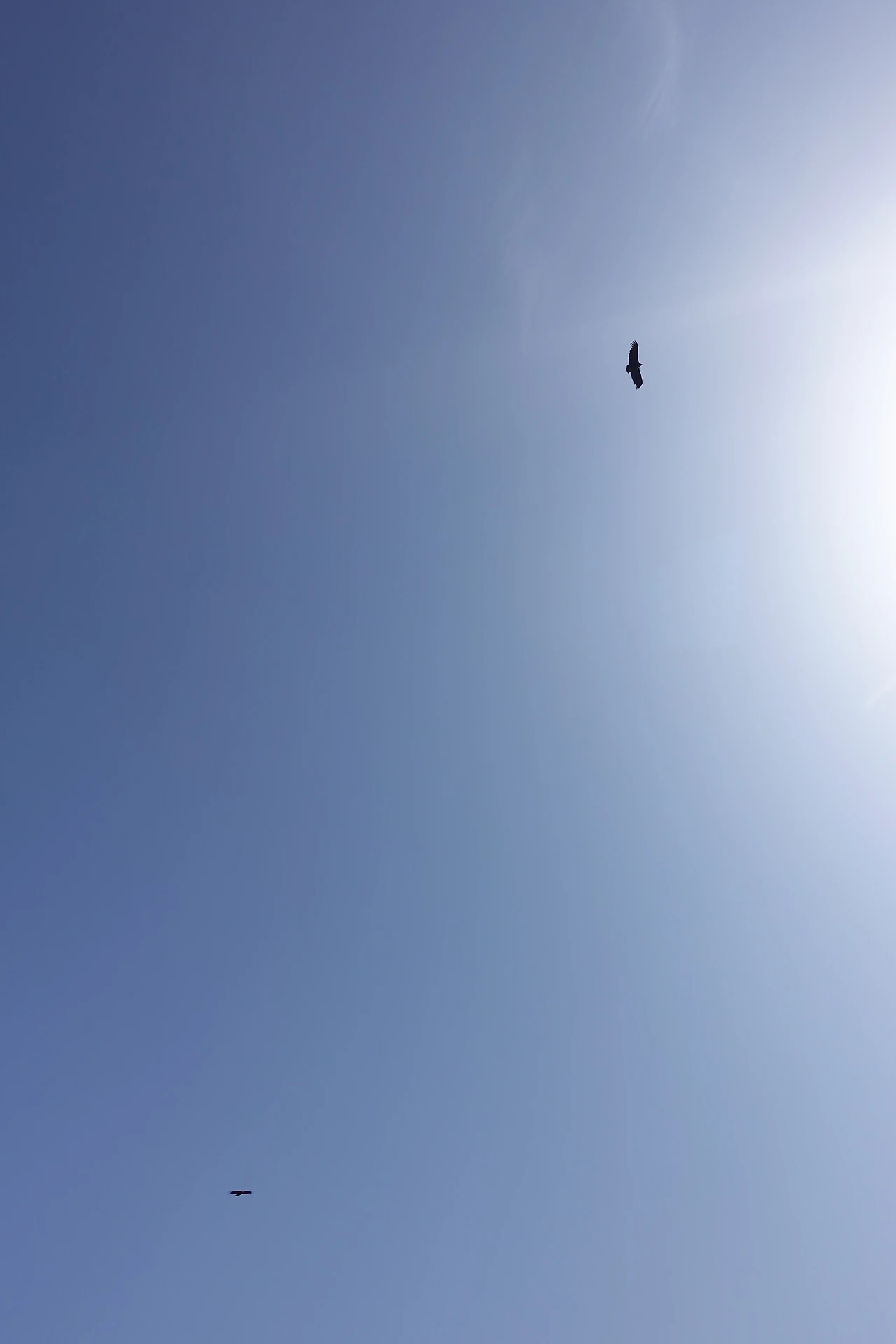 DSC01097독수리 한 쌍.JPG