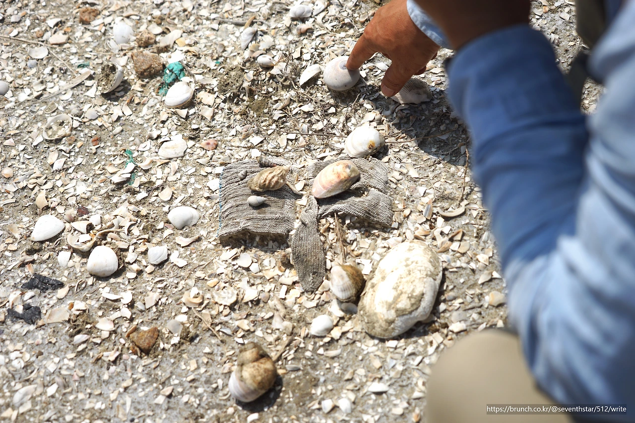 CKB09602' 조개류.JPG