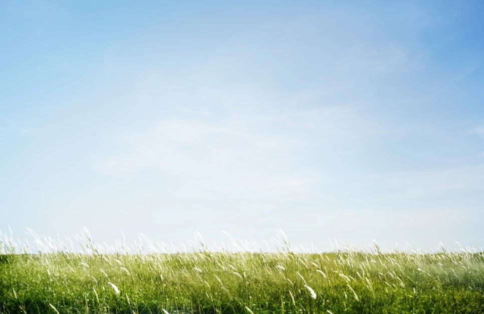 green-grassy-park-field-outdoors-concept.jpg?type=w966