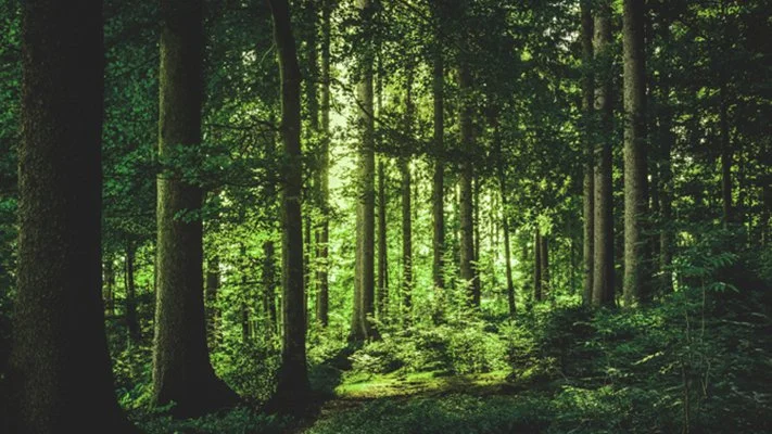 ioniq-forest-story_%285%29.jpg?type=w1200