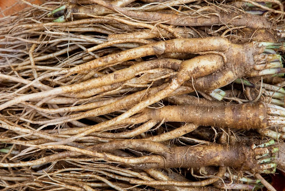 cm260021092_l.jpg?type=w1200