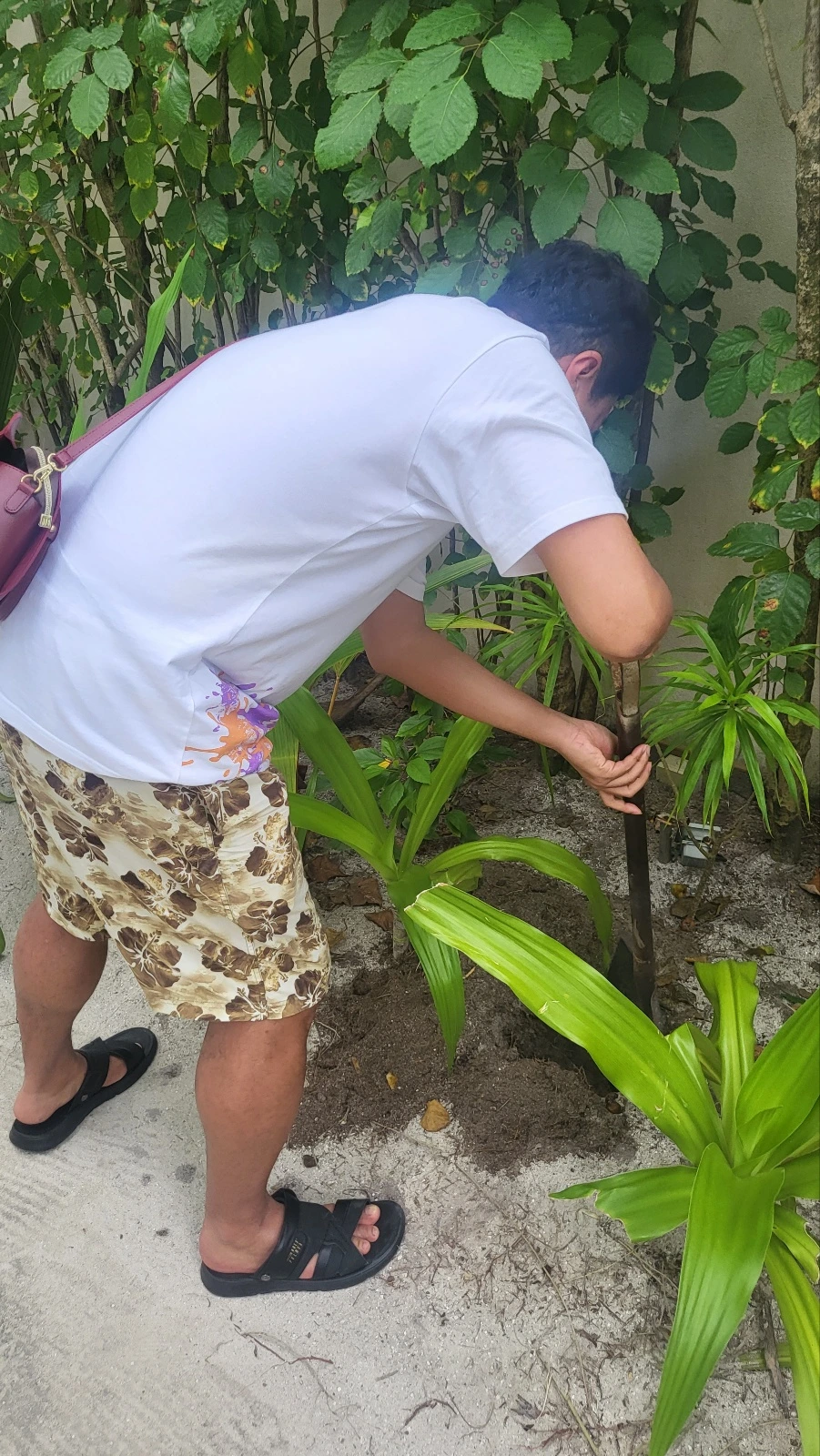 몰디브 2 코코넛 나무 심기.jpeg