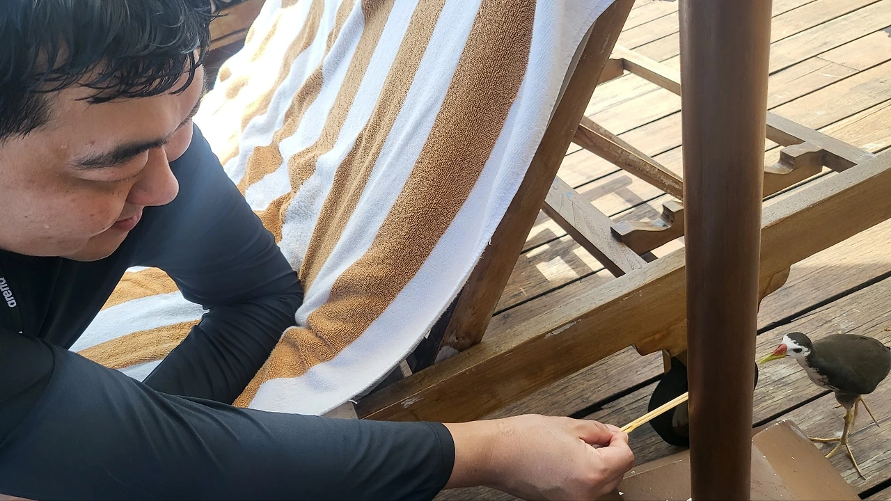 몰디브 2 새에게 먹이.jpeg