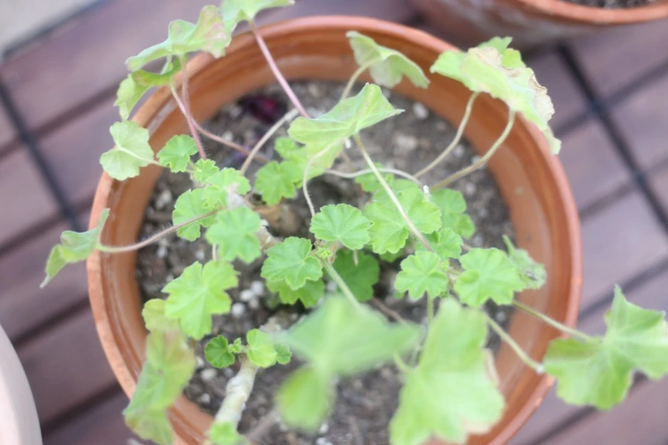 IMG_9042.JPG?type=w1