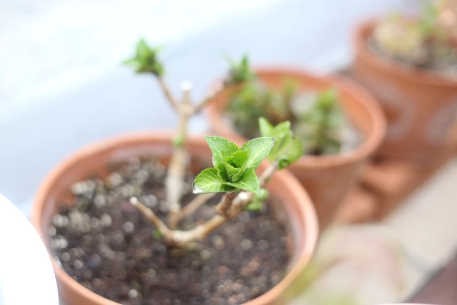 IMG_9034.JPG?type=w1