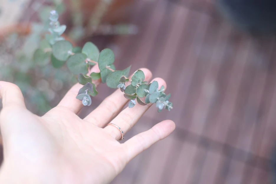 IMG_9037.JPG?type=w1