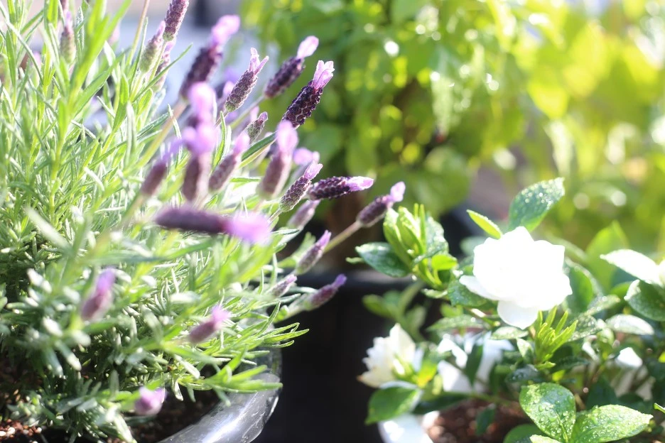 IMG_8922.JPG?type=w1