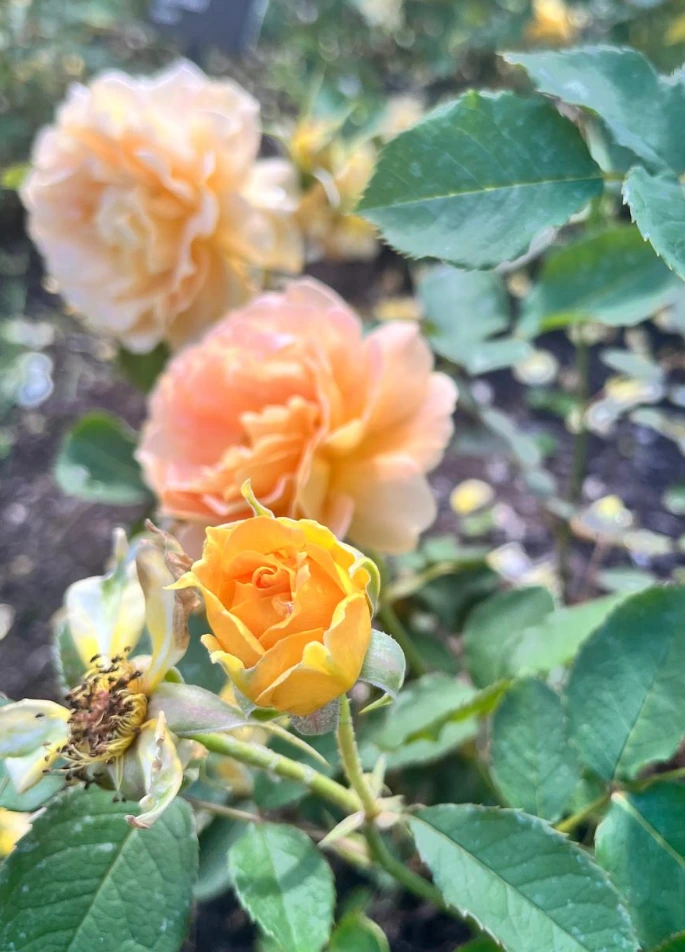 Screenshot_2024-06-26_164846.png?type=w773