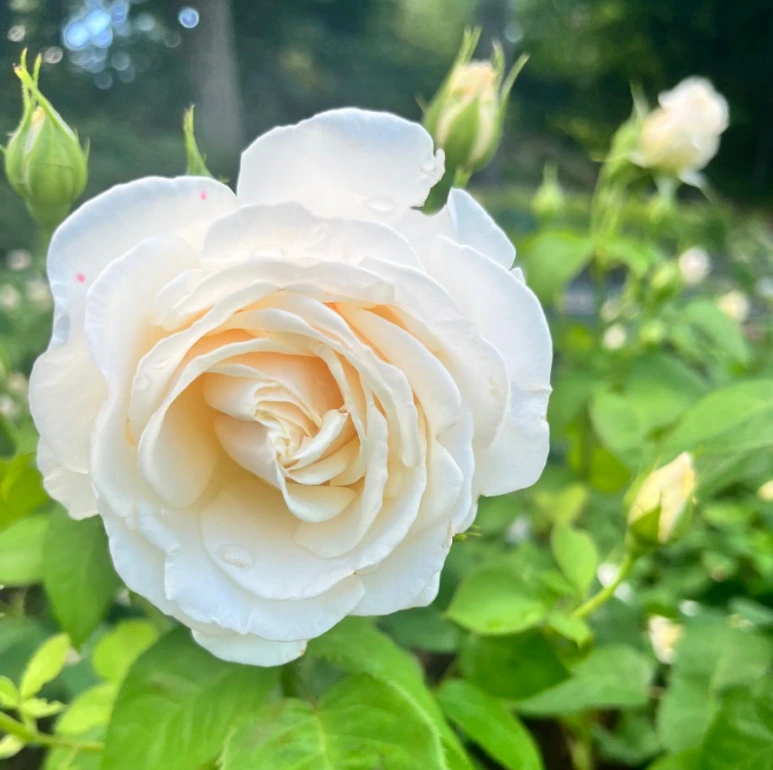 Screenshot_2024-06-26_164940.png?type=w773