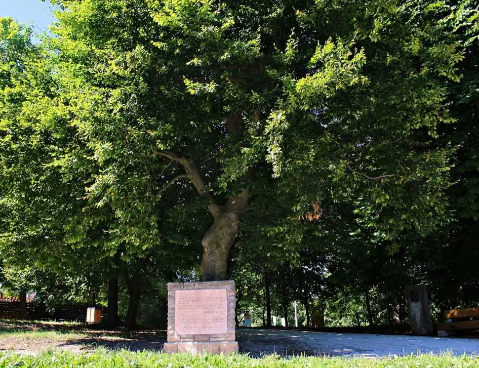 normafa-budapest-mysecretbudapest-28b-resized-970.jp2