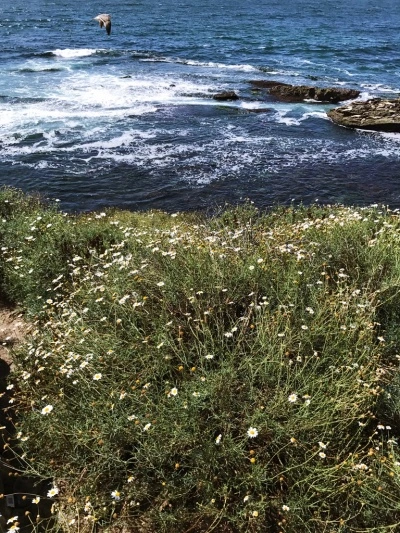 20250715코스트코에서 미국냄새가 났다.jpeg