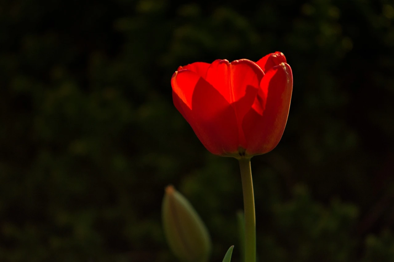 tulip-5155265_1280.jpeg