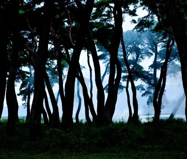 새벽 숲길에서.jpeg