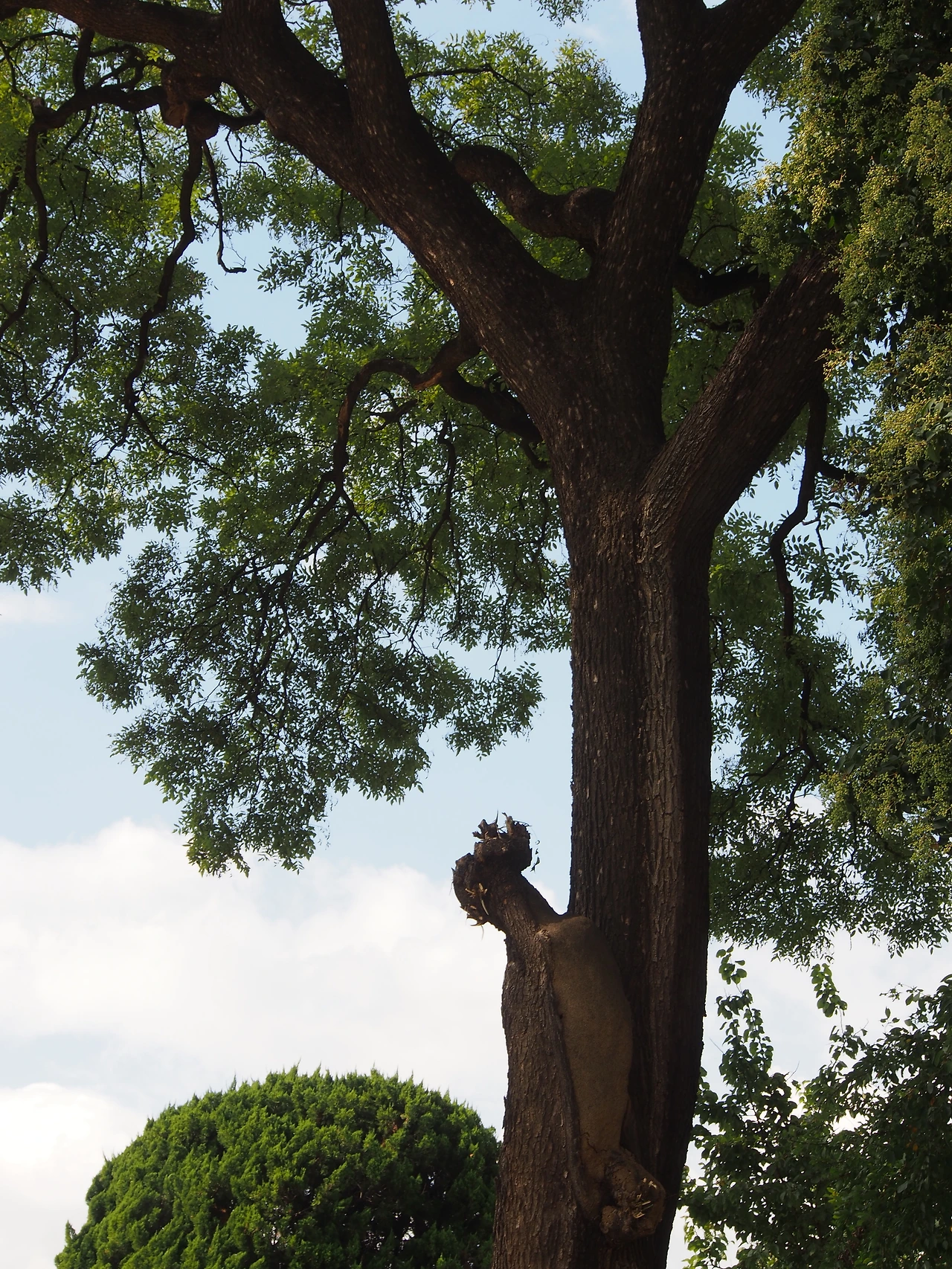 그림 2-1 대구 종로초등학교, 「최제우나무」.JPG
