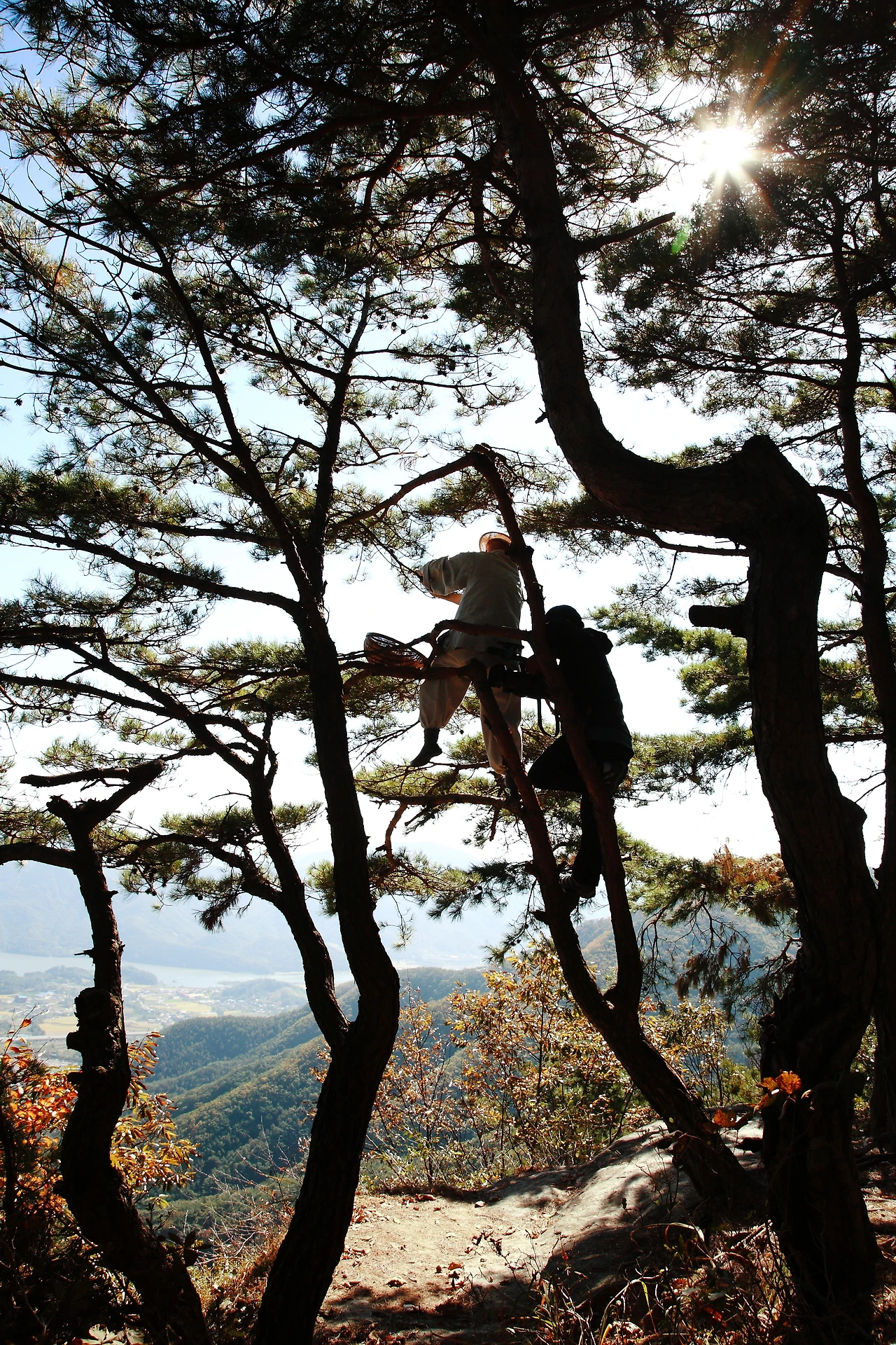 3.역광.칠부능선솔잎채취.JPG