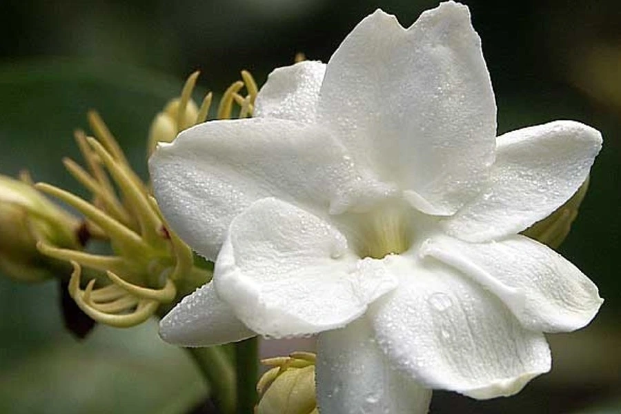 아라비안자스민 삼박.jfif