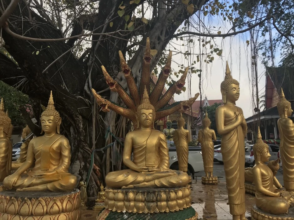 IMG_3779.JPG?type=w1