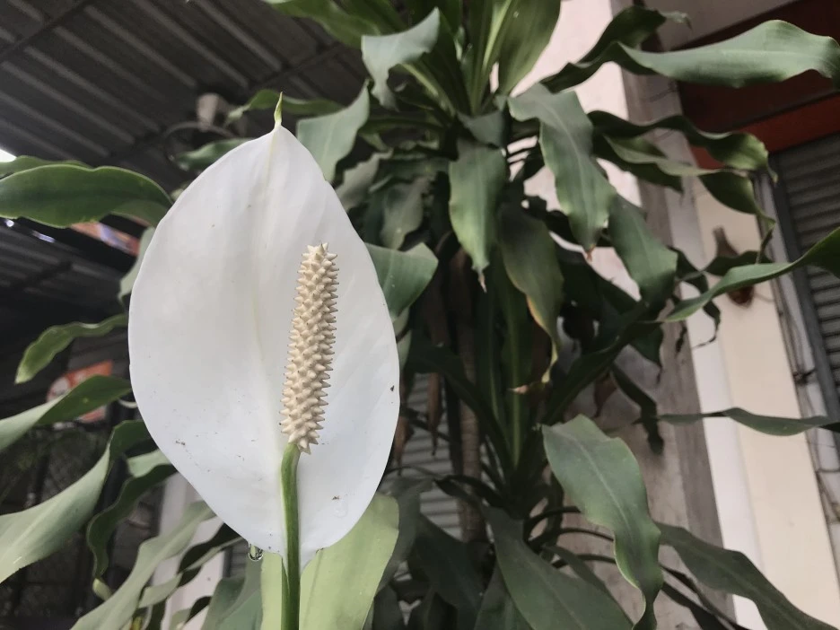 IMG_3782.JPG?type=w1