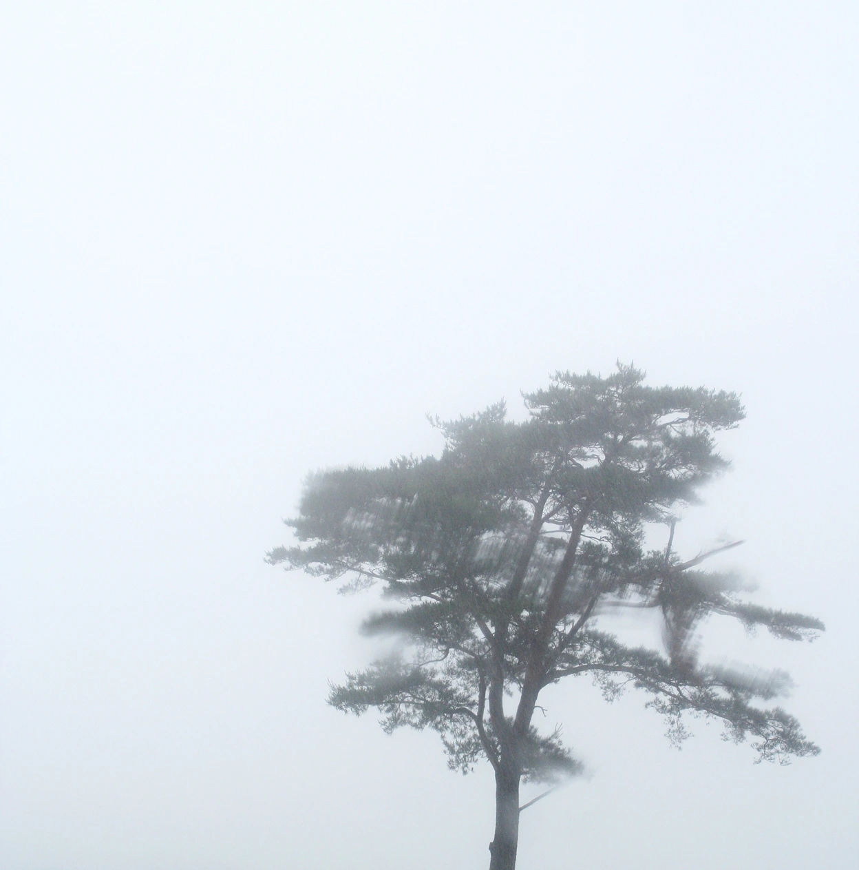 150819 우는 나무.jpg