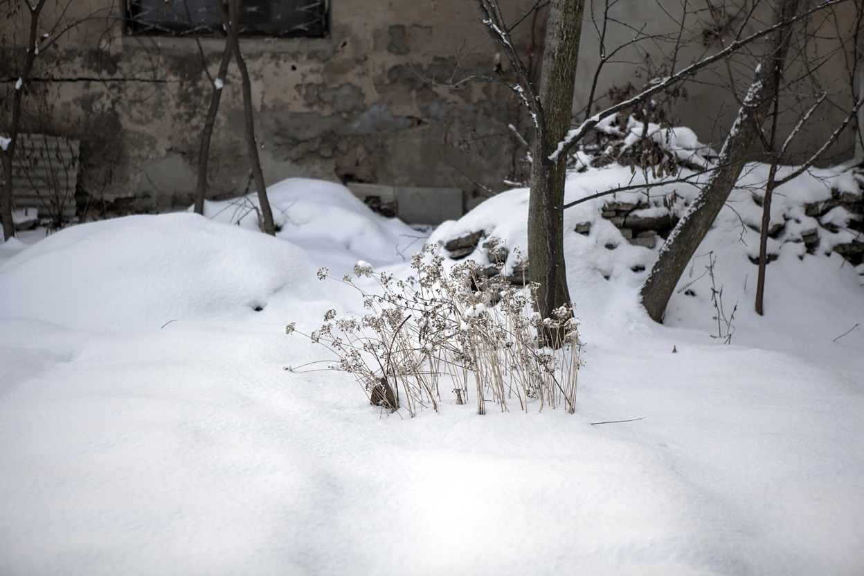 150920 마지막 개화.jpg
