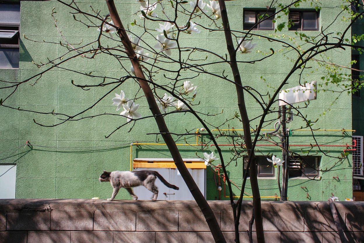 150801 봄날은 간다 2.jpg