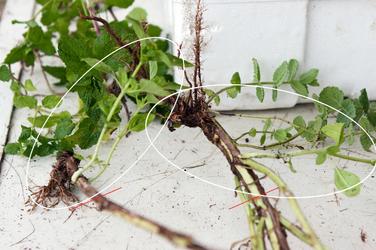 IMG_2356 - 복사본 사본.jpg