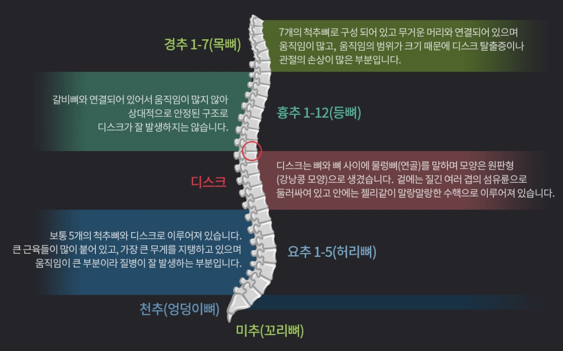 척추구조.PNG