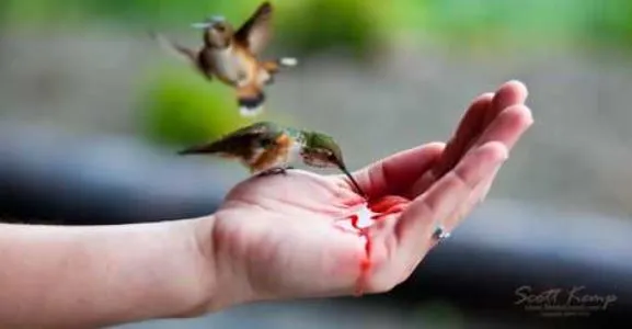 hummingbird-feeding-hand.JPG