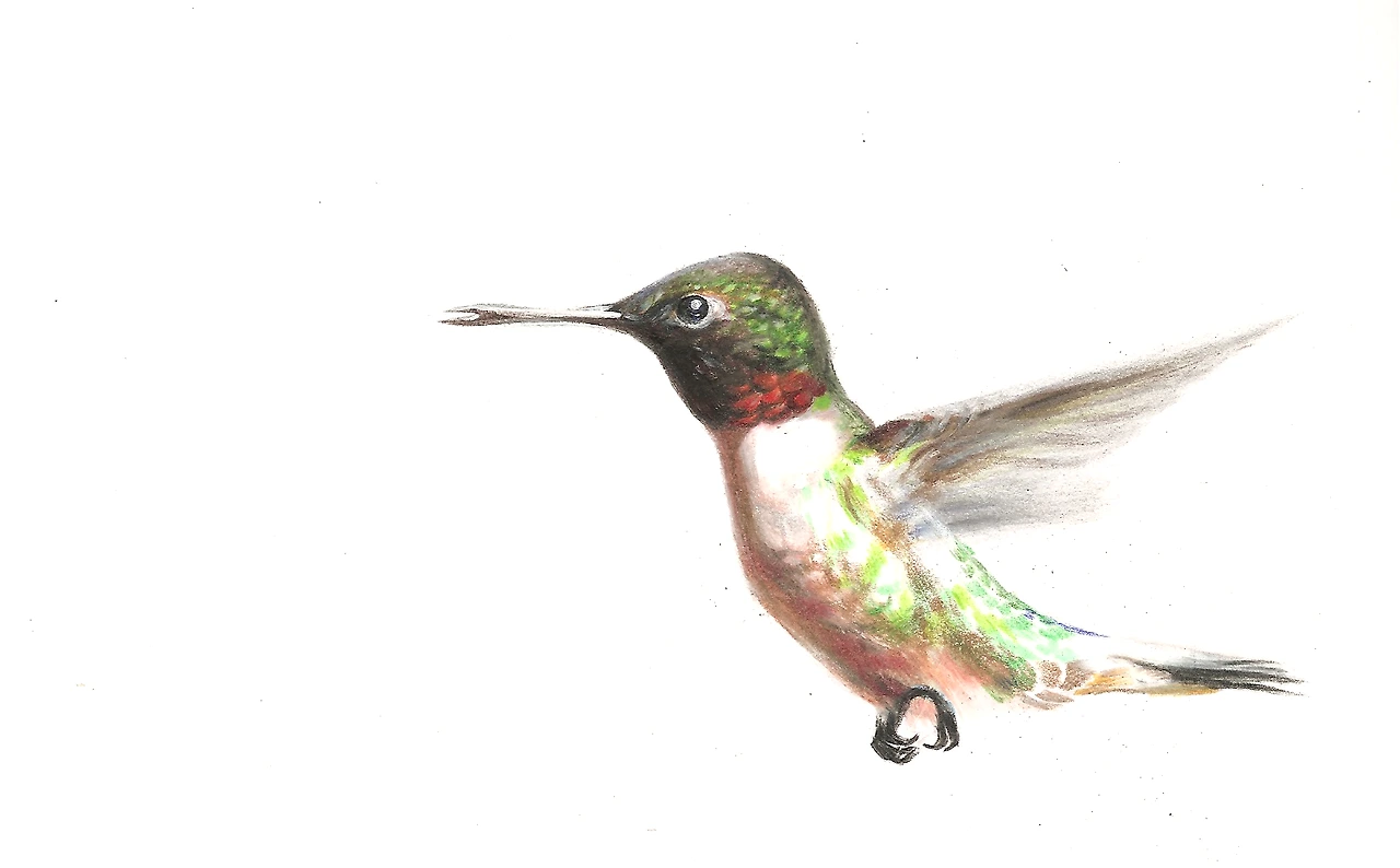 Hummingbird-painting-Juna.bmp