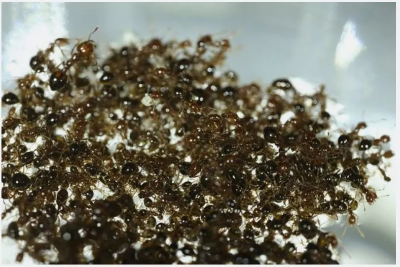 캡처-fireants float.JPG